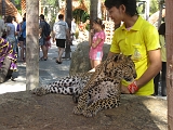 Leopard or Cheetah02